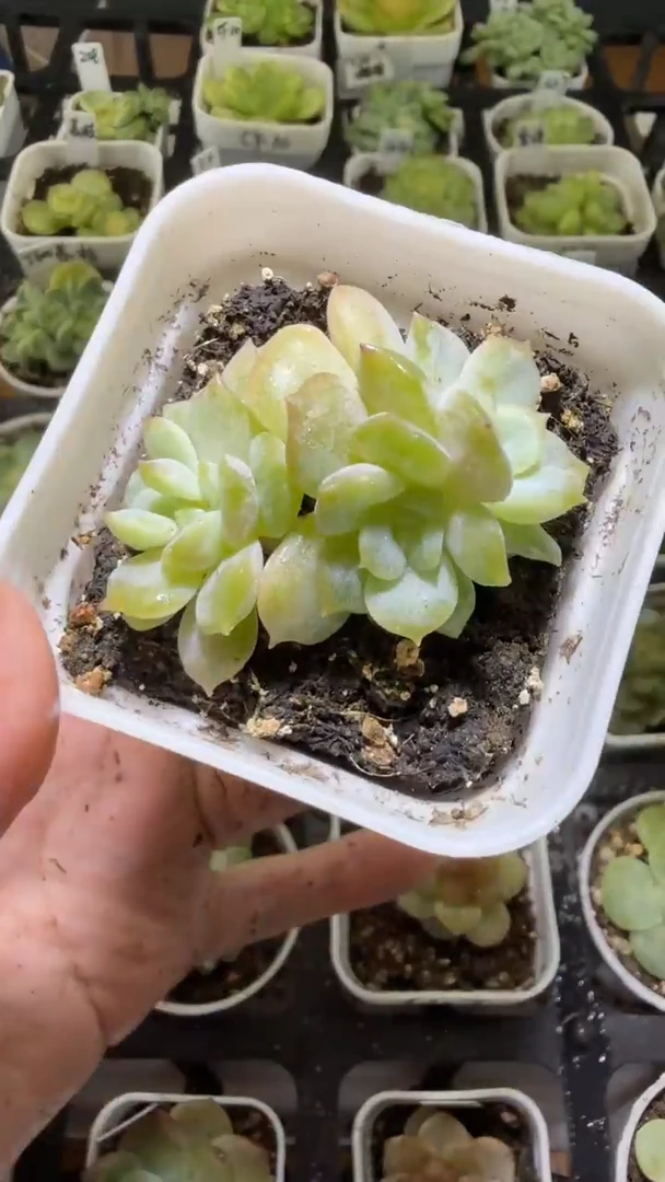 1388  玉簪多肉植物