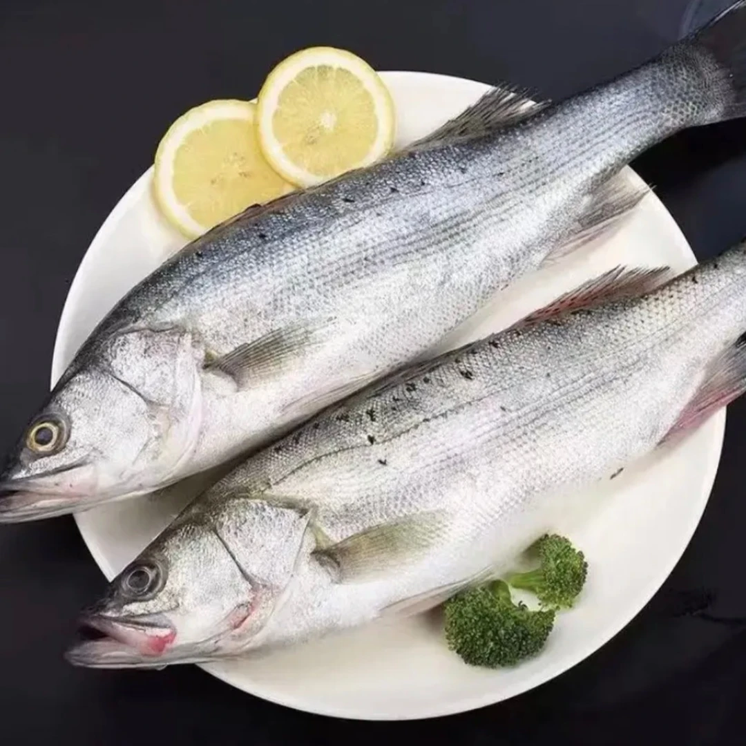 【四条】连云港发货 新鲜大鲈鱼（1.3斤-1.5斤)鲜活速冻 到手4条