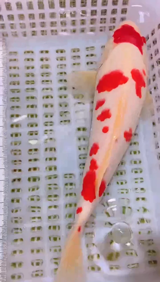 锦鲤冷水观赏鱼全场包邮7