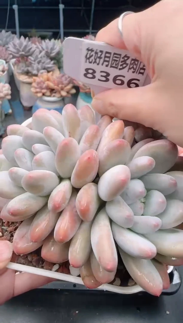 【闪购商品】8366新香水