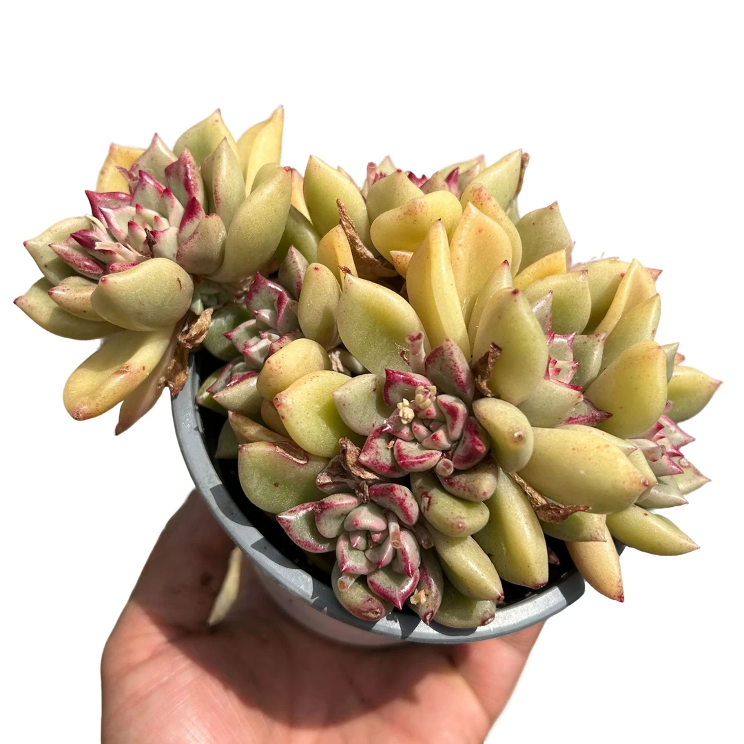 120#红心璀璨带盆土 多肉植物室内绿植净化空气
