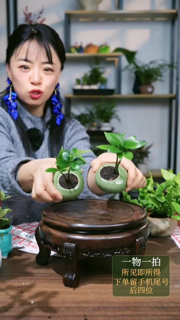 【闪购商品】152--0375竹柏绿2