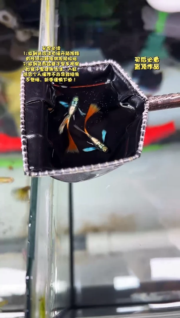 孔雀鱼无怨孔雀鱼