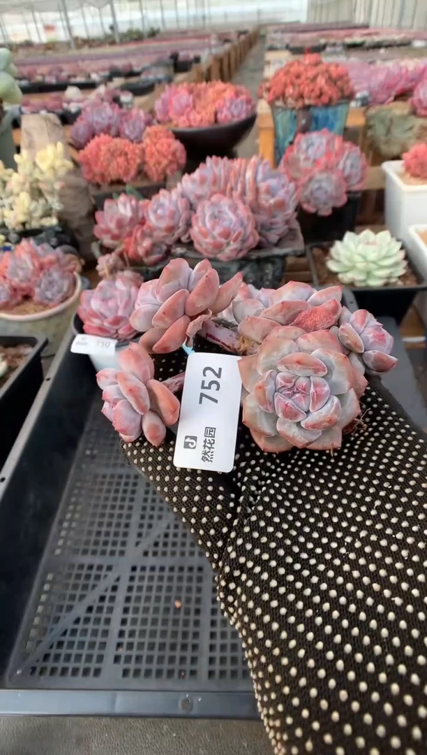 752星影一物一拍