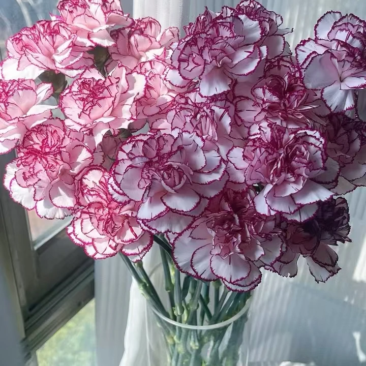 紫精灵康乃馨10枝家居花.鲜花插花瓶