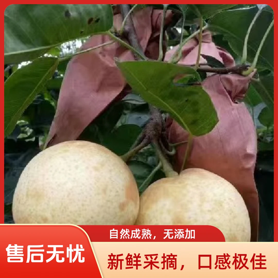 【坏果包赔】四川苍溪黄皮翠冠梨新鲜现摘清甜无渣脆甜多汁