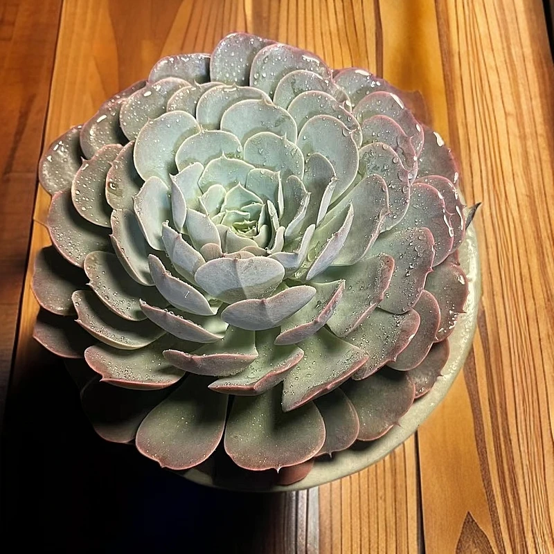 77多肉（天赐）直播展示