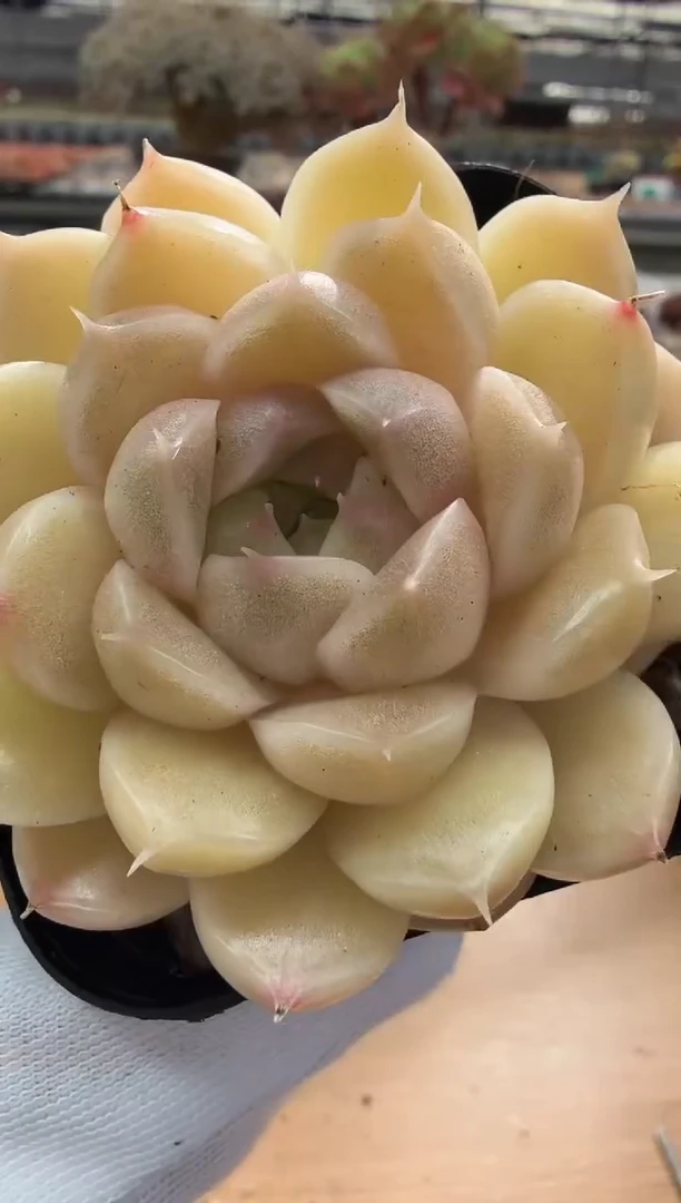 东云多肉园二店-66