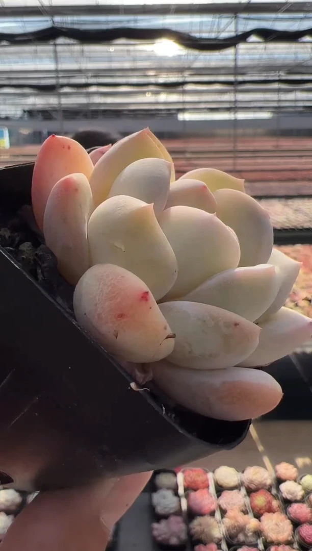 【闪购商品】新品-9