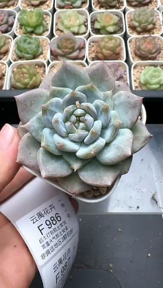 985F云禹多肉植物 默认脱土纸巾打包 3颗包邮