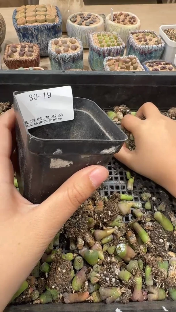 30-19多肉植物肉锥