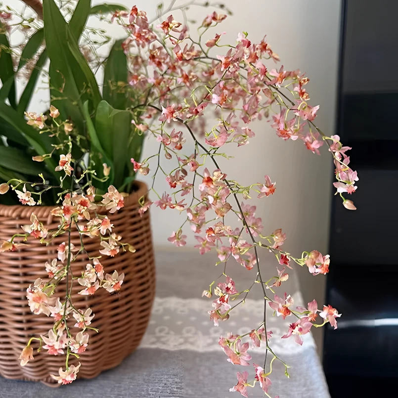 梦香兰香槟粉（5-8枝）带花苞盆栽绿植，云南基地直发