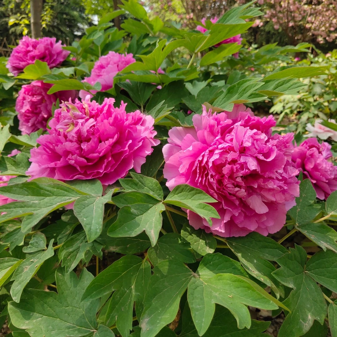 【盆栽观赏牡丹】带花苞带叶子原土原盆重瓣牡丹花苗盆景菏泽基地发