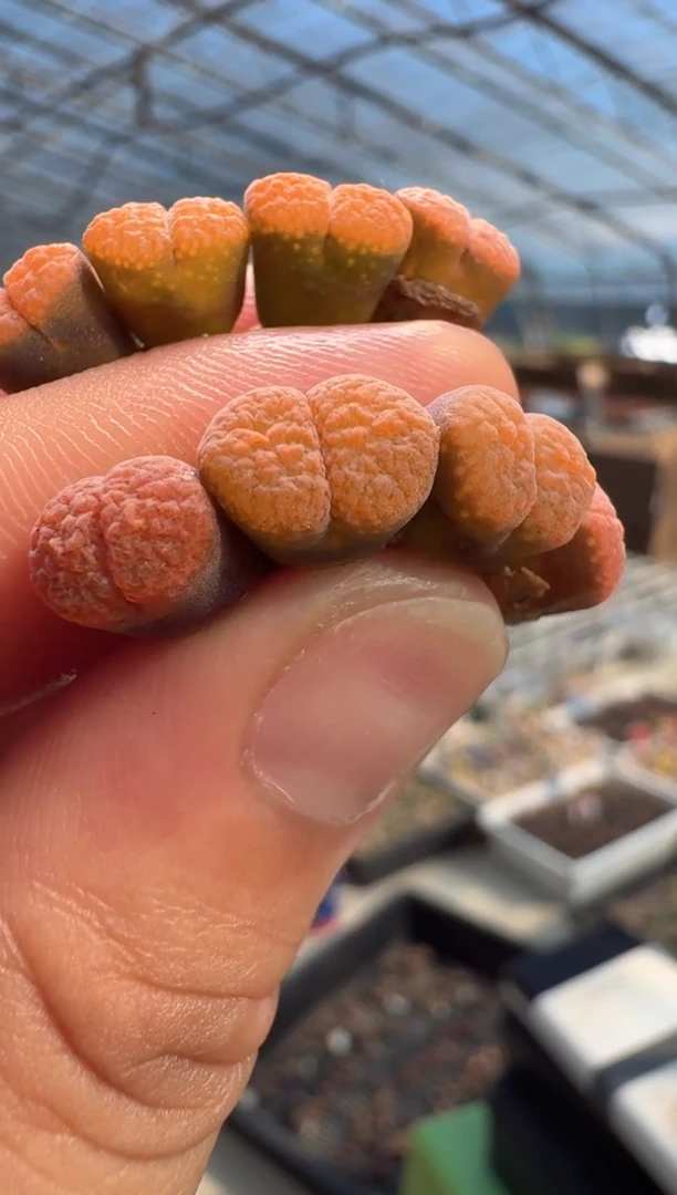 7-18多肉植物肉锥一颗