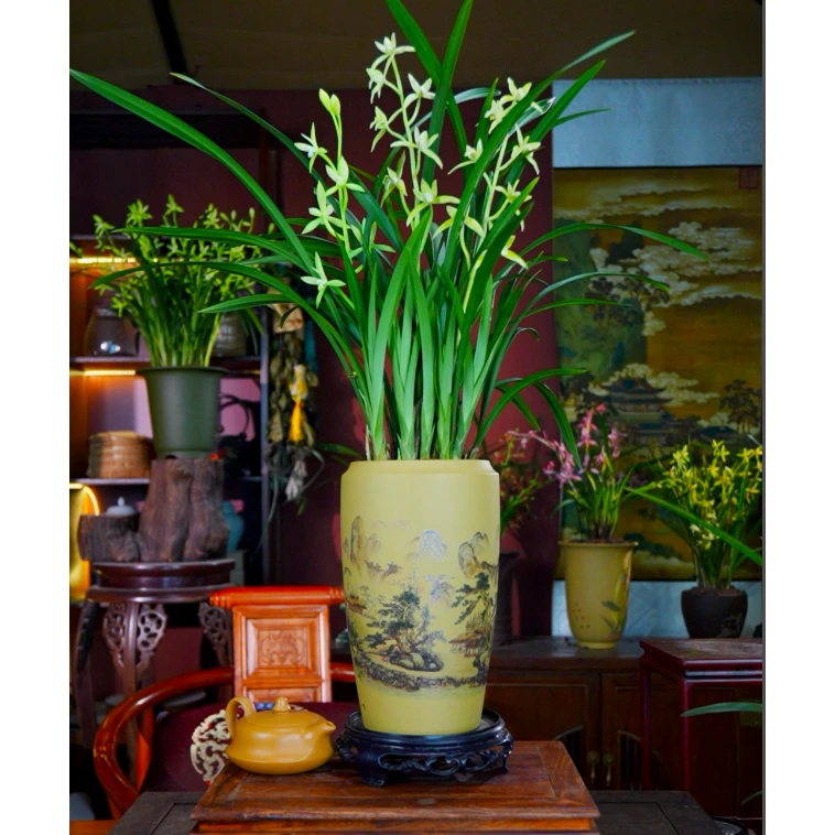 8-10苗起[骊山翠鸟]带多花苞带盆种好盆栽好养室内客厅兰花花卉