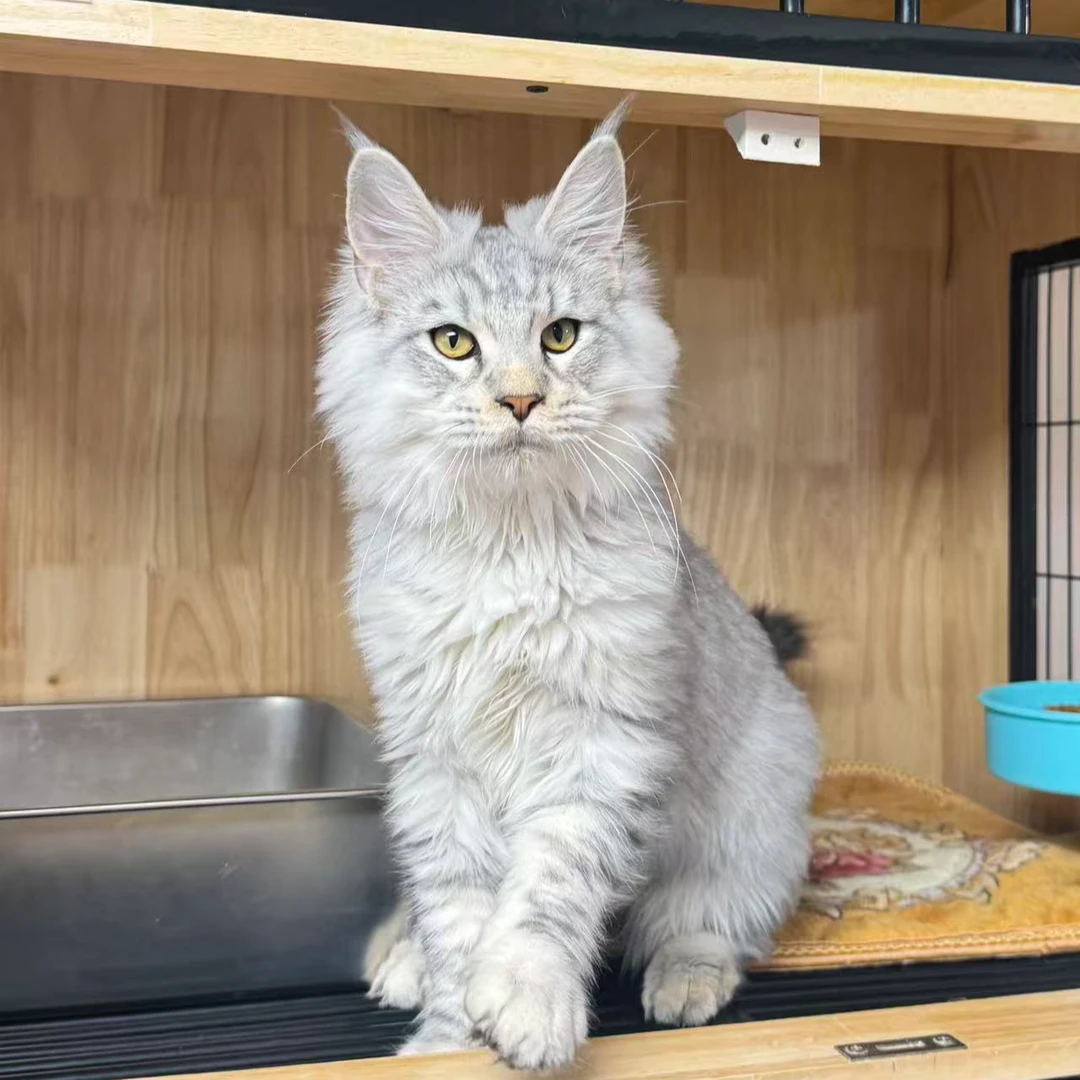 来了姊妹-银虎斑缅因猫 弟弟 J2