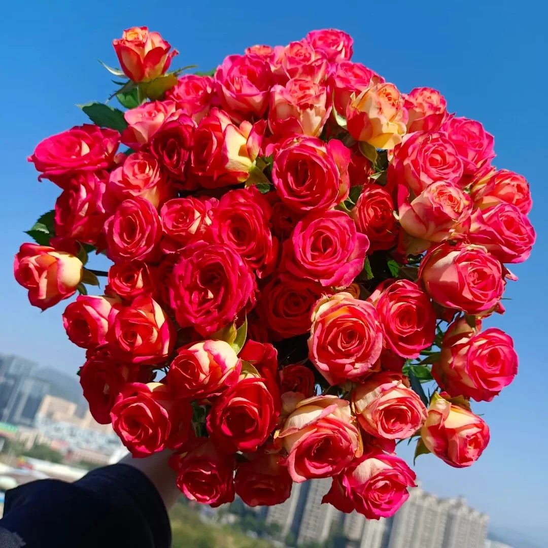 宠粉福利【爱丽丝多头玫瑰5支】鲜花次日达批发直播品质鲜花 全场任意满两单鲜花顺丰包邮