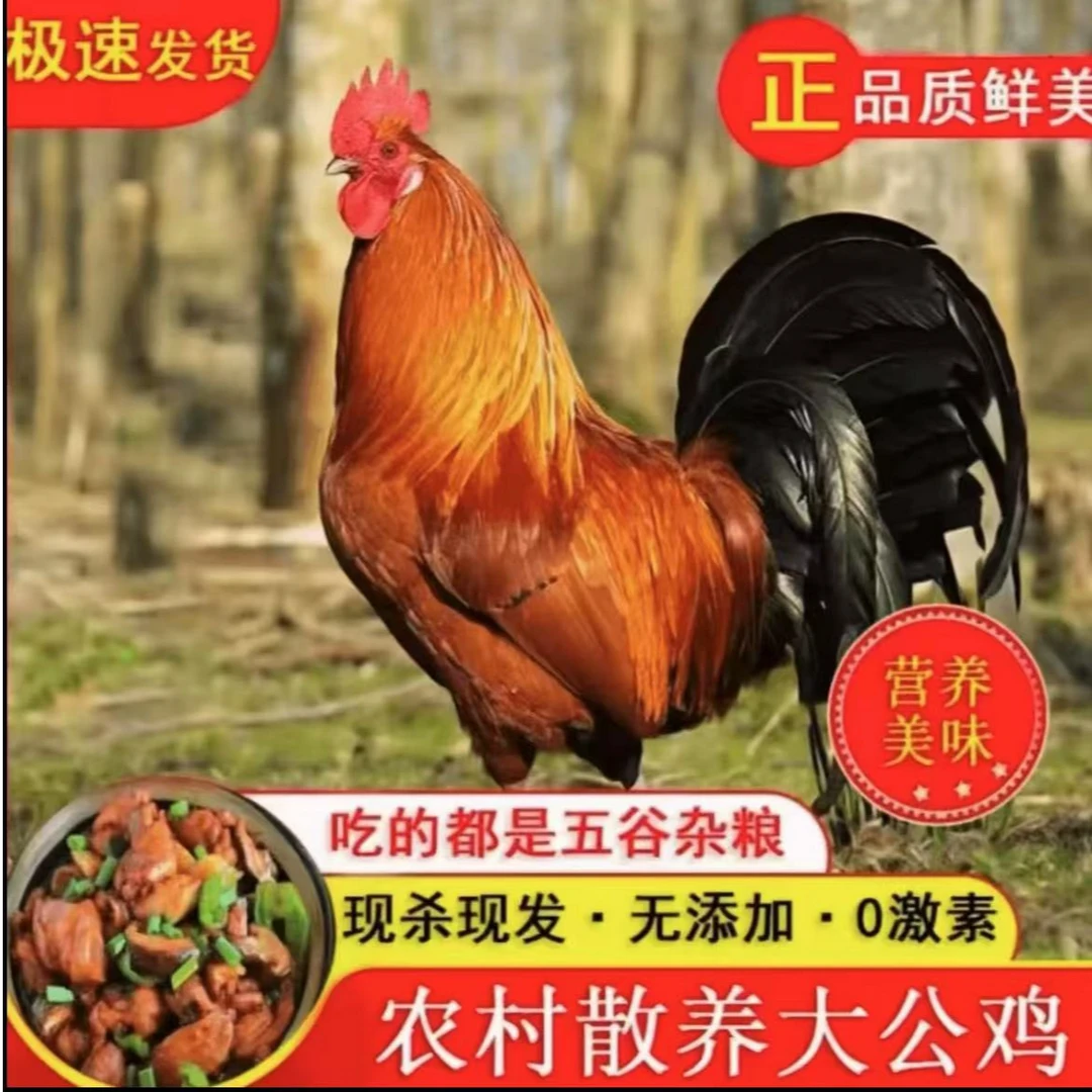 净重7-8斤【买1只送1只】散养大公鸡2只杀完7-8斤无内脏