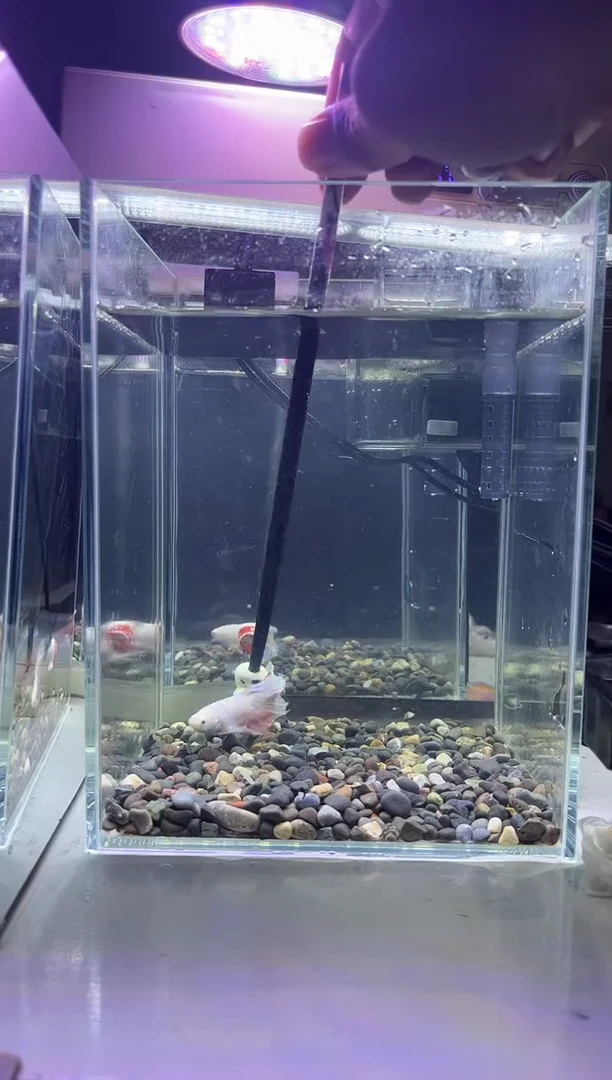 斗鱼斗鱼竟拍连接28