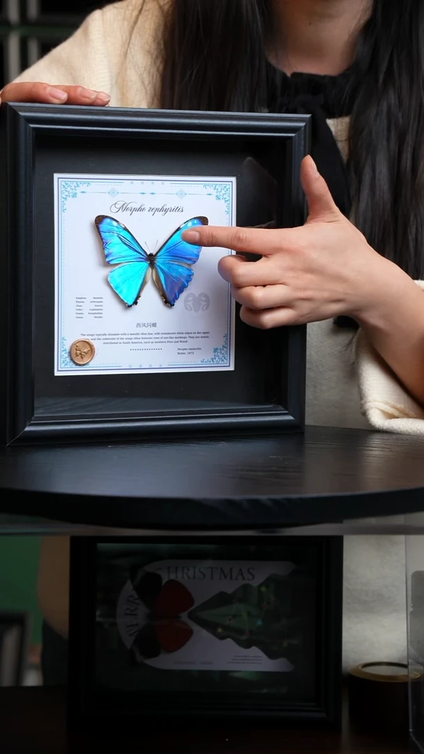 西风闪蝶标本摆件星座款