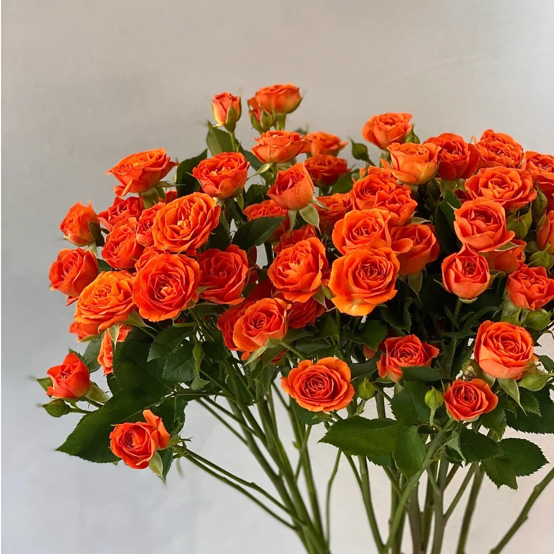 【我种花】A级多头玫瑰花橙色芭比小玫瑰泡泡鲜切花材10支云南直发