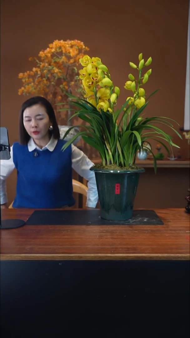 全部花朵月影盆景盆景