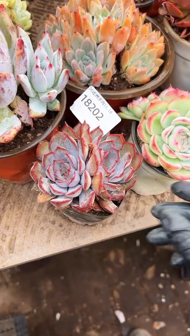 简**…多肉植物一物一拍18202