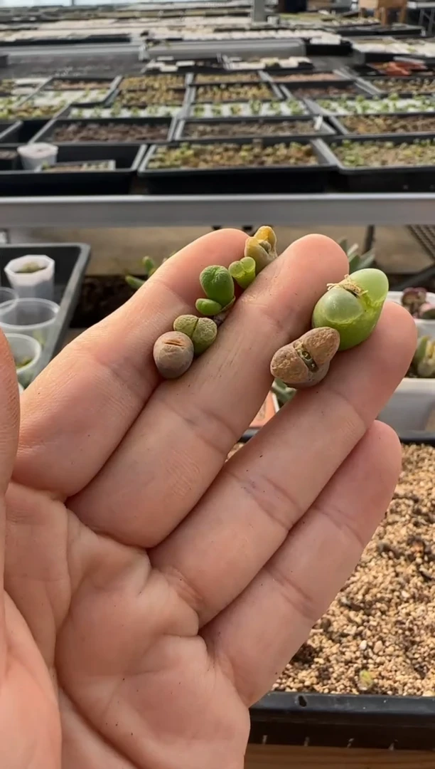 【闪购商品】9-258