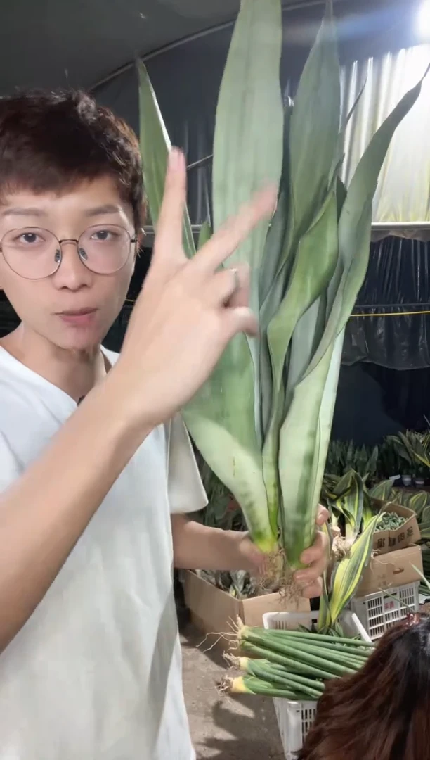 大号高脚白玉裸根2棵16.8