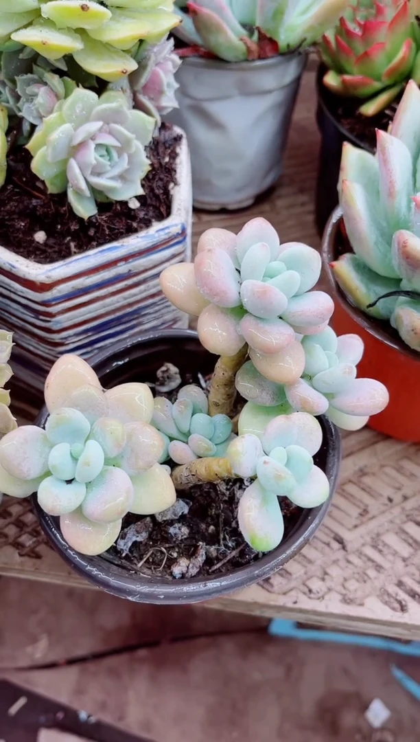 默**闻04076多肉植物一拍一物