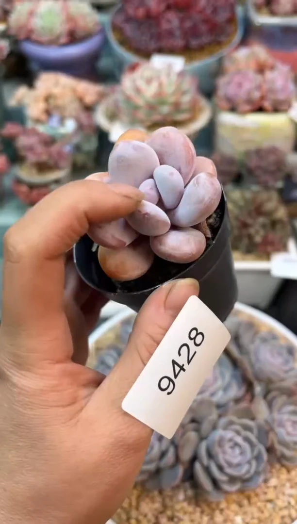 9428单头个体多肉