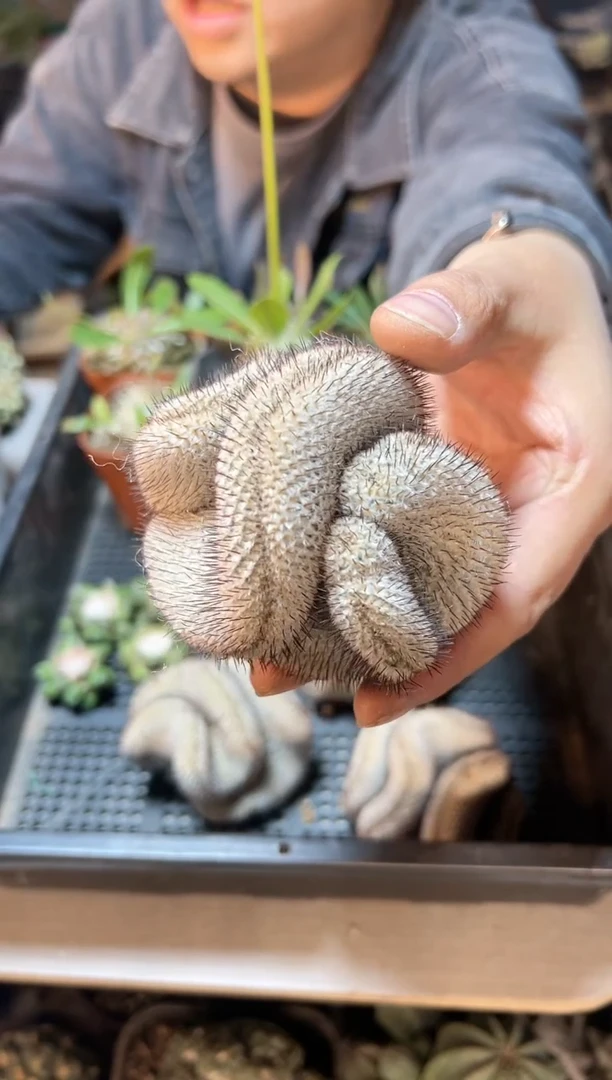 【闪购商品】无根直刺裴蕾缀化带小木心7公分