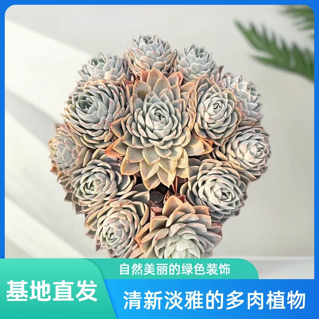 挚爱 群生约瑟琳【不带盆土】 多肉植物