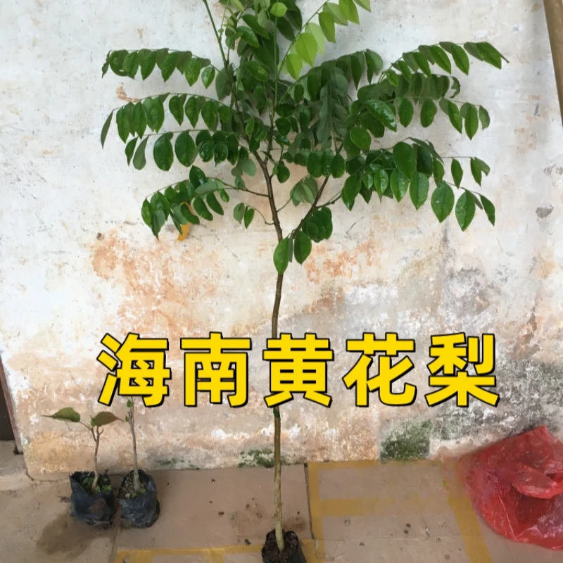 名贵苗木海南黄花梨树苗正宗珍贵植物黄花梨木小苗盆栽降香黄檀
