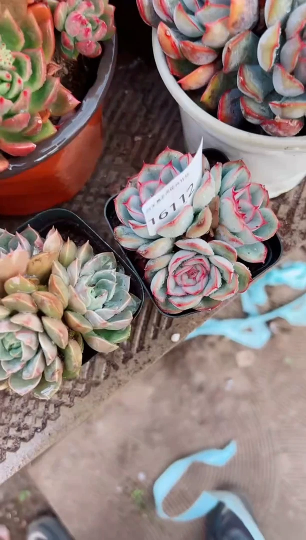 铱*阿迷洲多肉花16112