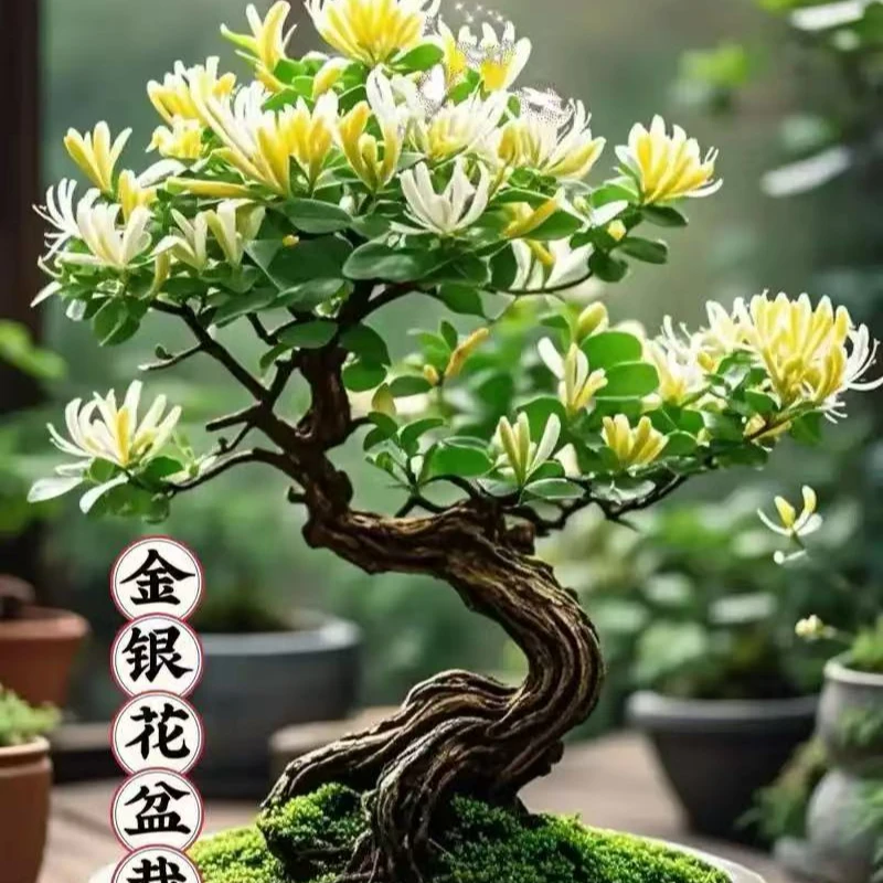 四季金银花盆景老桩适合打造独特花卉景观