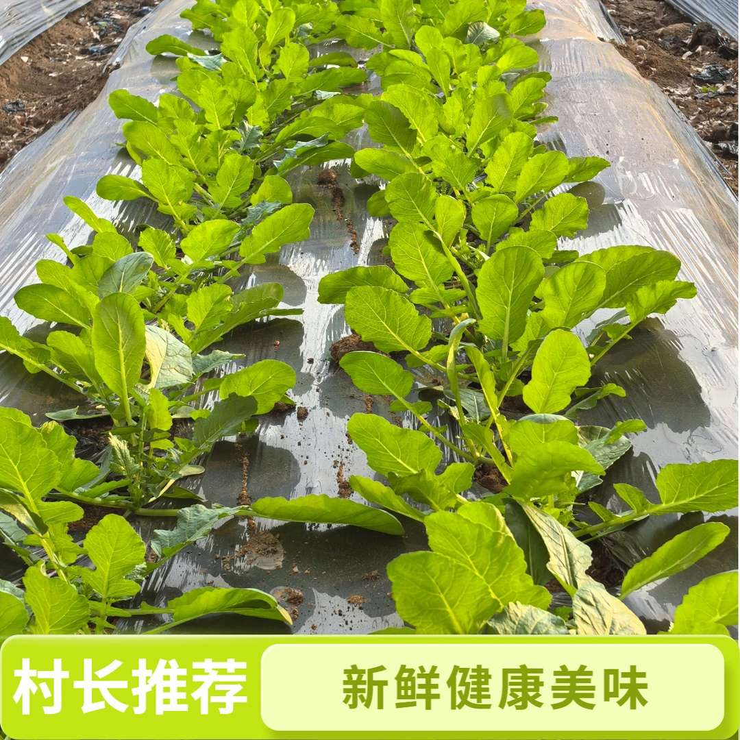新鲜头茬萝卜菜  无农药  无化肥  包邮