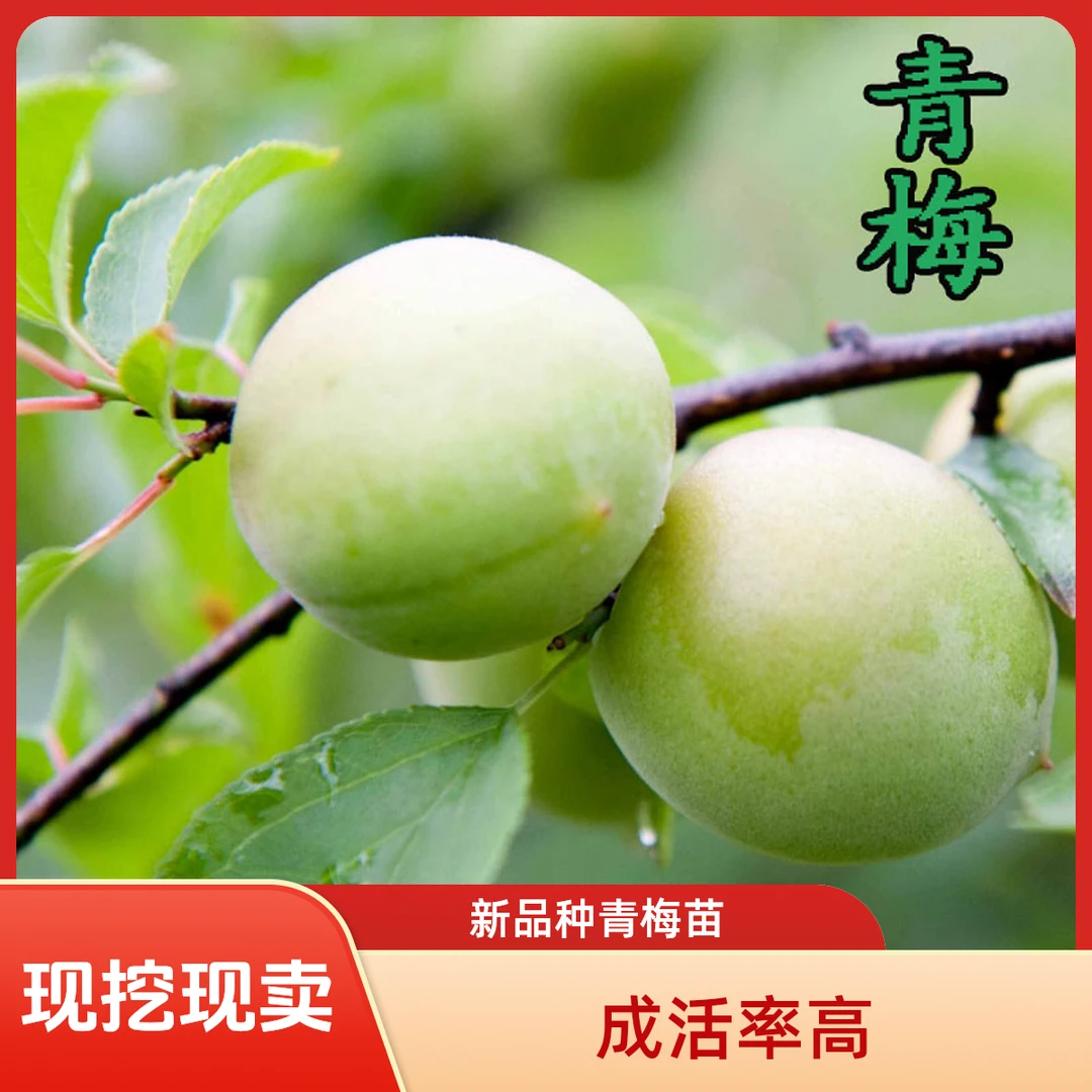 青梅苗特大果树梅子苗青梅树树苗南北方种植盆栽结果庭院水果树苗
