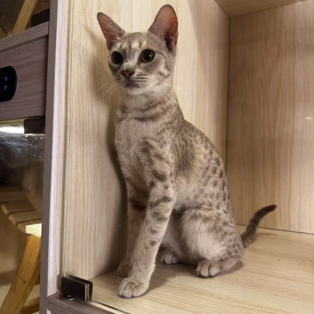 奥西豹猫活体链接