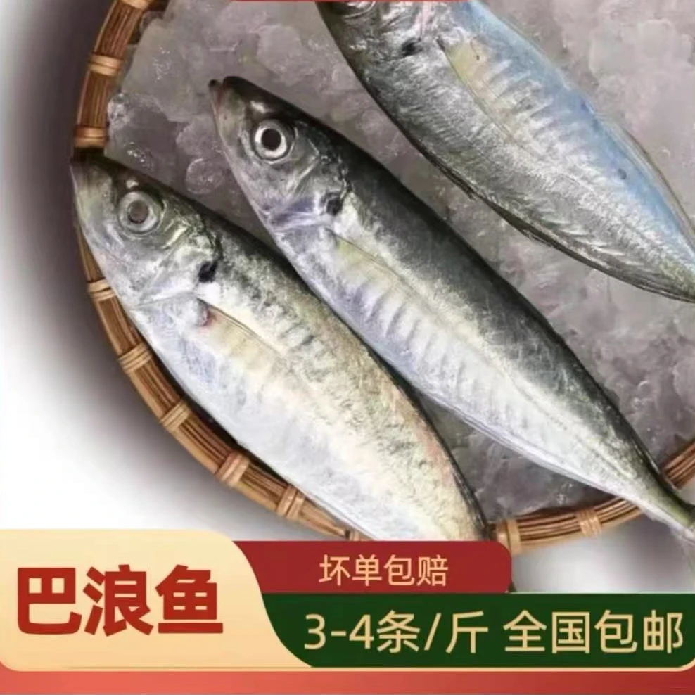 顺丰包邮大号巴浪鱼新鲜鳀鱼鲜活冷冻海鲜水产冰鲜提鱼棍子鱼红烧