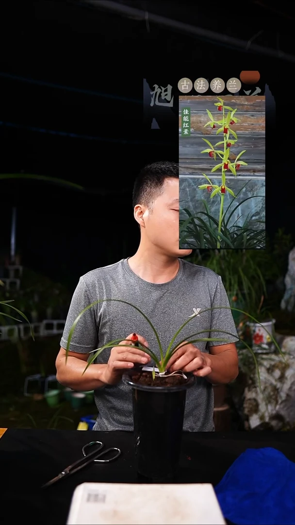 当前无花栽培后可以开花用****4蕙兰佳能红素（一物一拍）