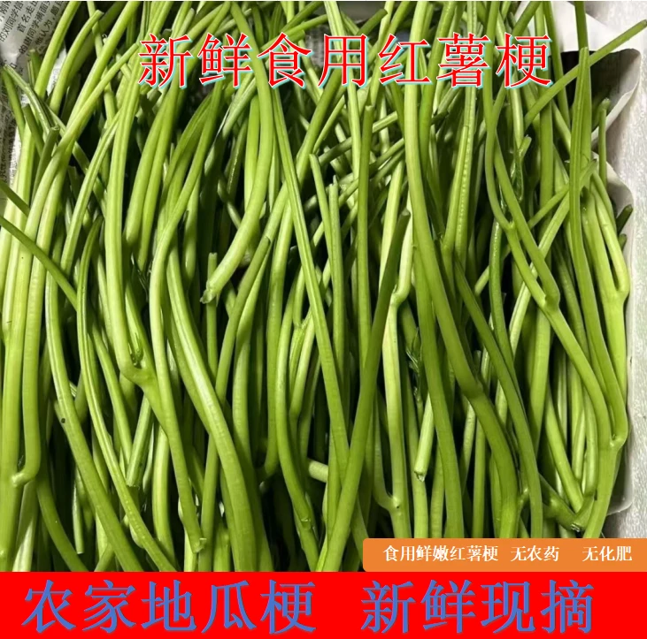 2025新鲜现摘红薯梗河南老家的农家菜