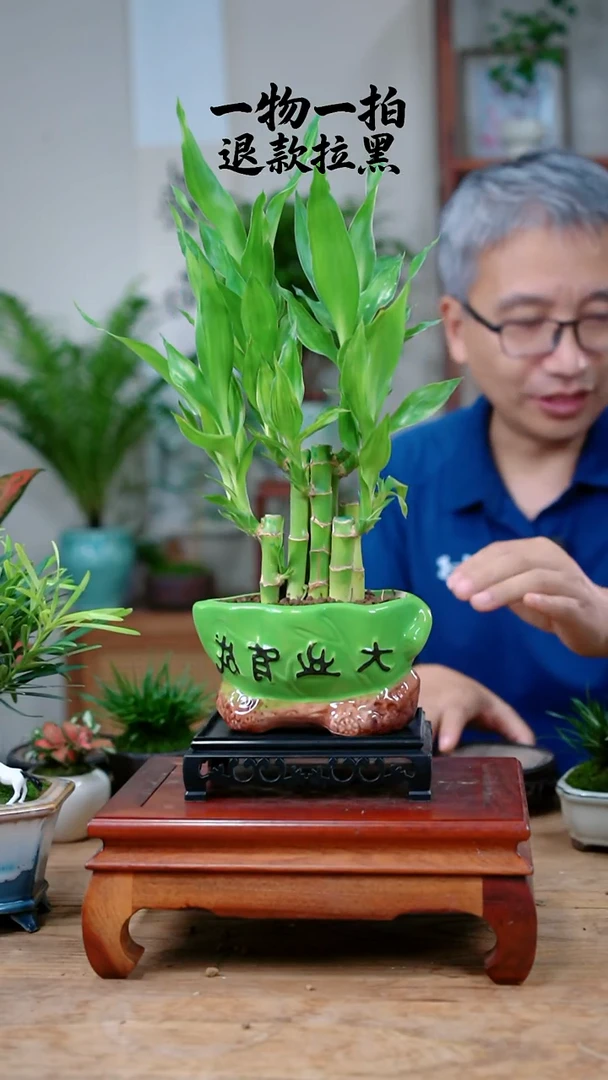 完全开放腾*富贵竹387