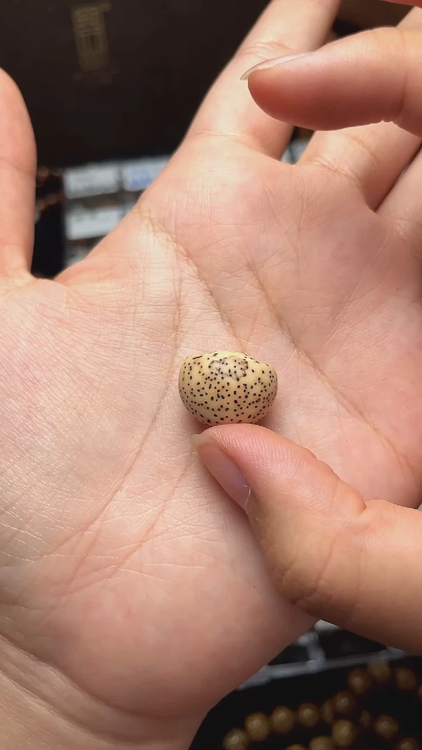 把件星月菩提元宝背云