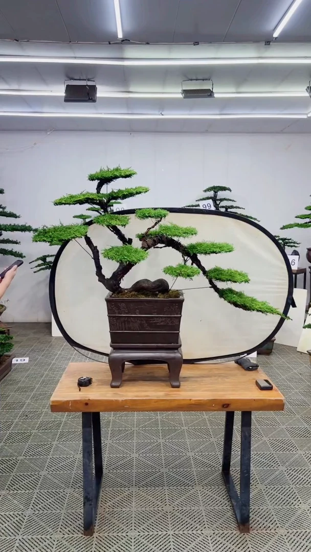 无花朵造型盆景一物一拍