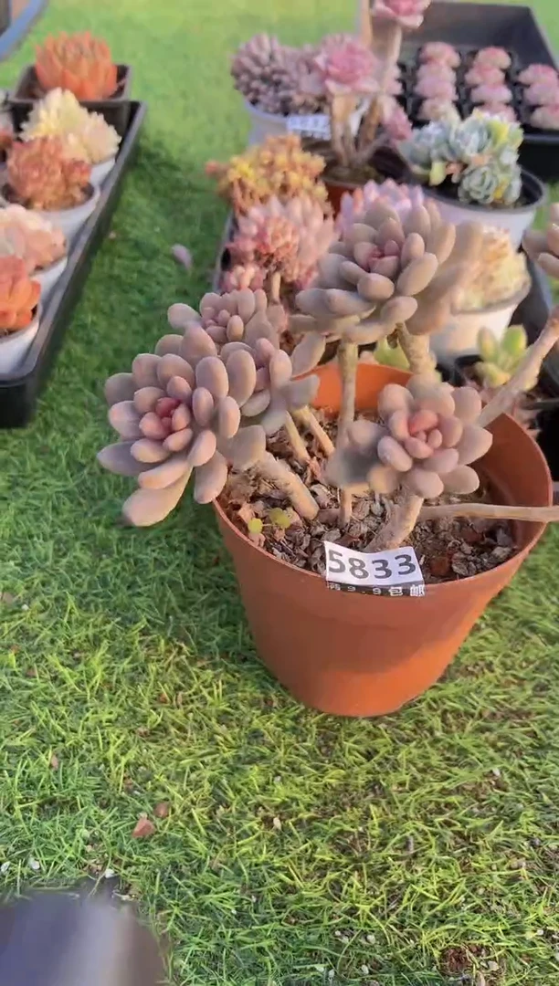 【闪购商品】信福多肉一物一拍