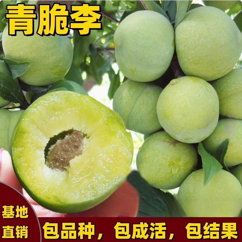 青脆李子树苗嫁接特大晚熟青脆李脱骨李南北方种庭院果树果苗盆栽