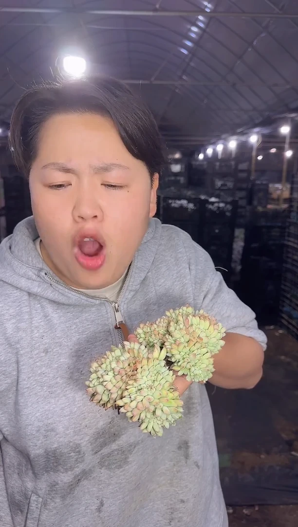 胖丁缀化2颗   5