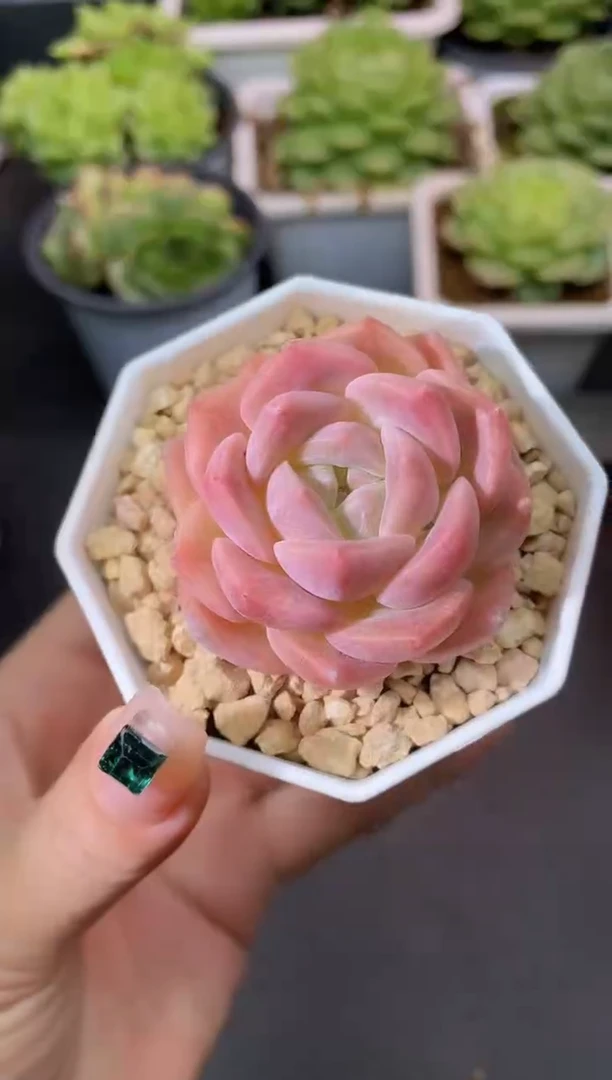 269蜜薯量拍发一颗