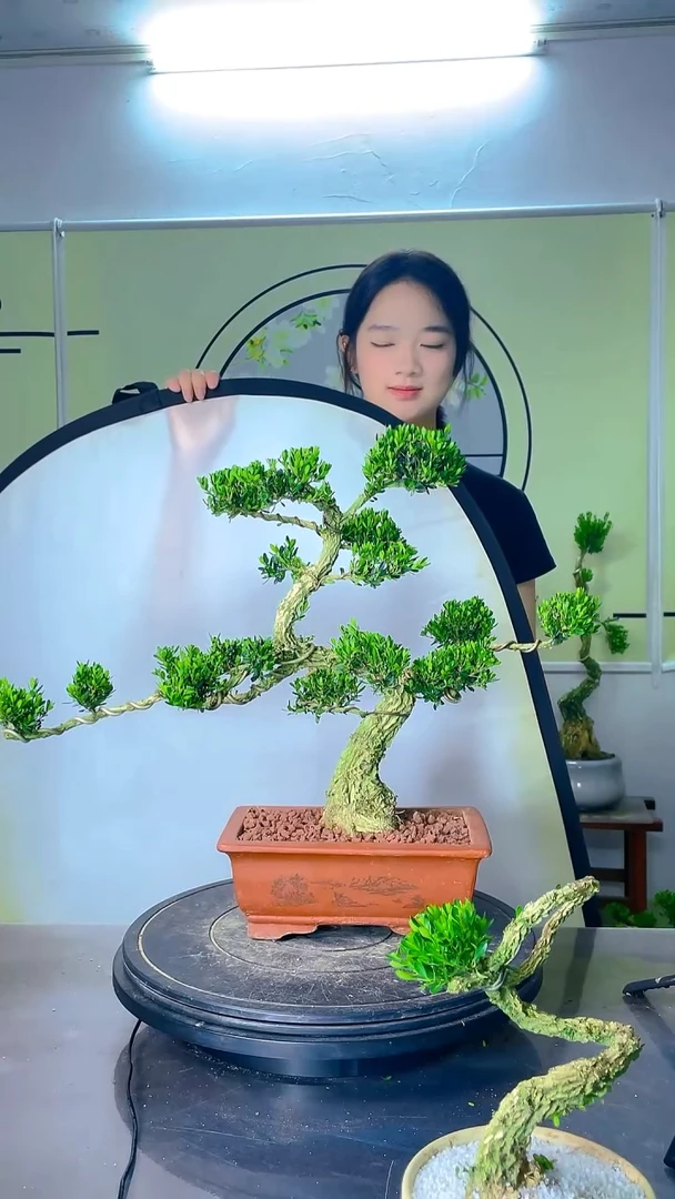 不开花植物广东雀舌皱皮黄杨